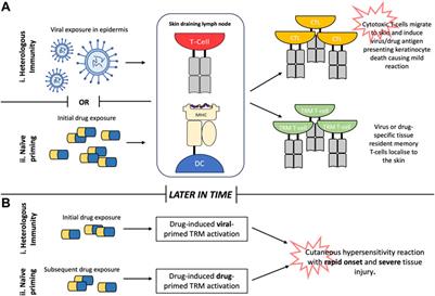 Why drug exposure is frequently associated with T-cell mediated cutaneous hypersensitivity reactions